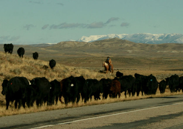 Moving along. Photo by Dawn Ballou, Pinedale Online.