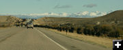 Cattle drive. Photo by Dawn Ballou, Pinedale Online.