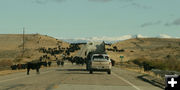 Cattle on the road. Photo by Dawn Ballou, Pinedale Online.