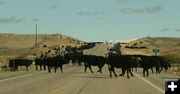 Crossing the road. Photo by Dawn Ballou, Pinedale Online.