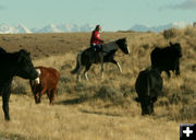 Bringing them around. Photo by Dawn Ballou, Pinedale Online.