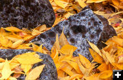 Lichen and Leaves. Photo by Fred Pflughoft.