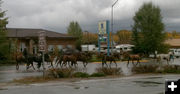 Horse Drive. Photo by Dawn Ballou, Pinedale Online.