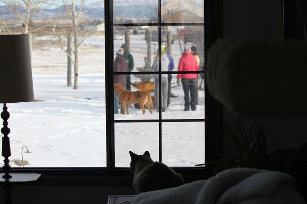 Eye on the dogs. Photo by Ellen Sheppard.