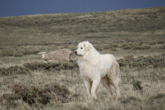 Rena with her sheep herd. Photo by Cat Urbigkit.