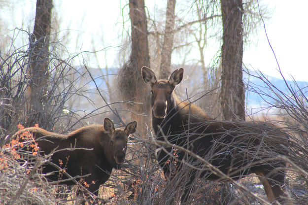 Moose. Photo by Cat Urbigkit.