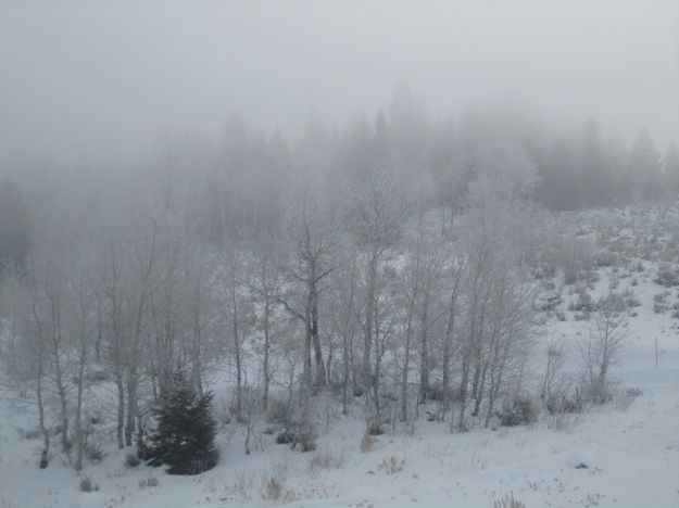 Frosty Trees. Photo by Bill Winney.