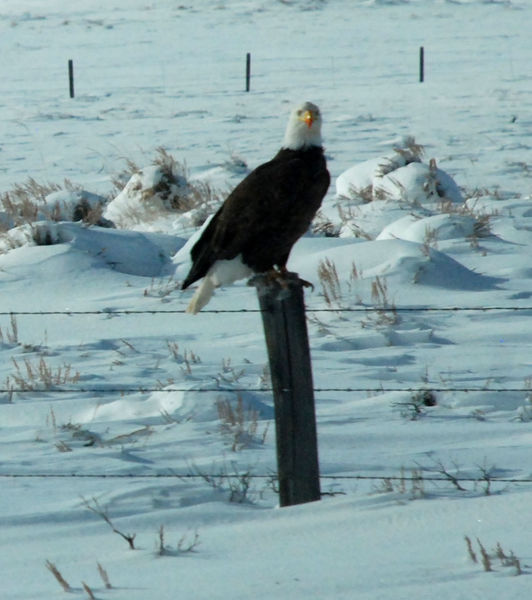 Bald eagle. Photo by Kathy Thomas.