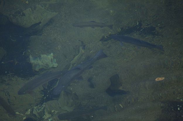 Really Big Fish. Photo by Dave Bell.