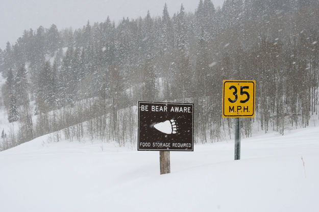 Bear Aware. Photo by Dawn Ballou, Pinedale Online.