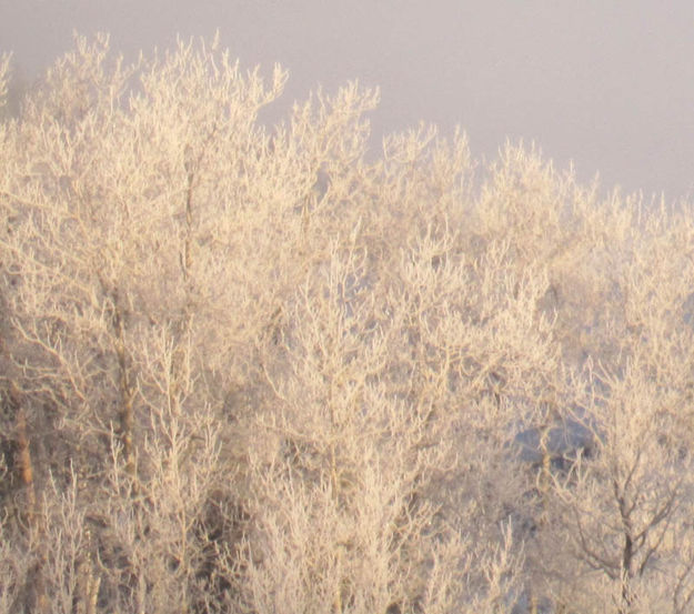 Frost. Photo by Bill Winney.