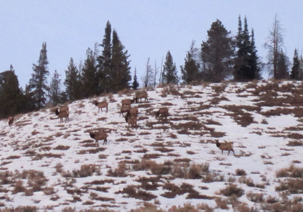 Elk up high. Photo by Bill Winney.