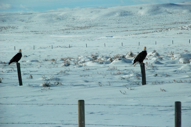 Two eagles. Photo by Kathy Thomas.