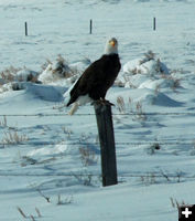 Bald eagle. Photo by Kathy Thomas.