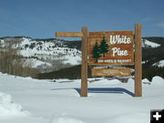 White Pine. Photo by Pinedale Online.