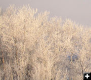 Frost. Photo by Bill Winney.