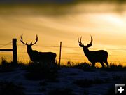 Sunset silhouette. Photo by Mike Lillrose.