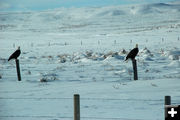 Two eagles. Photo by Kathy Thomas.