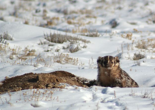 Badger. Photo by Jim Urbigkit.