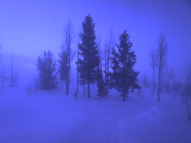 Ghost trees. Photo by Bill Winney.