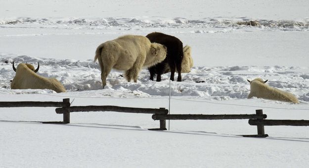 White buffalo. Photo by Dave Bell.