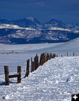 Fenceline symmetry. Photo by Dave Bell.