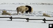 White buffalo. Photo by Dave Bell.