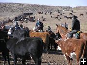 The cutting grounds. Photo by Dawn Ballou, Pinedale Online.