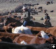 Sorting cattle. Photo by Dawn Ballou, Pinedale Online.