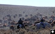 Sommers/Price Cattle Drive. Photo by Dawn Ballou, Pinedale Online.