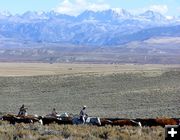 Moving Sommers cattle. Photo by Dawn Ballou, Pinedale Online.