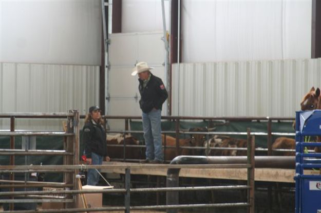 Pushing steers. Photo by Carie Whitman, Crossfire Arena.