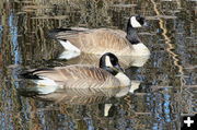 Geese. Photo by Fred Pflughoft.