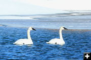 Swans. Photo by Fred Pflughoft.