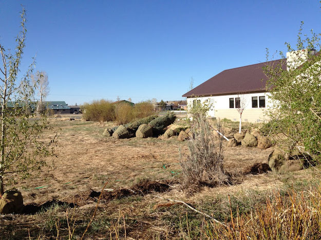 Shrubs and landscaping. Photo by Ana Cuprill.