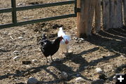 Chickens. Photo by Dawn Ballou, Pinedale Online.
