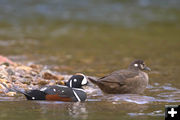 Harlequin Ducks. Photo by Wyoming Game and Fish.