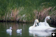 Trumpter Swans. Photo by Wyoming Game & Fish.