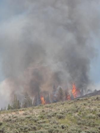 Torching trees on hillside. Photo by Brandon Hampton.