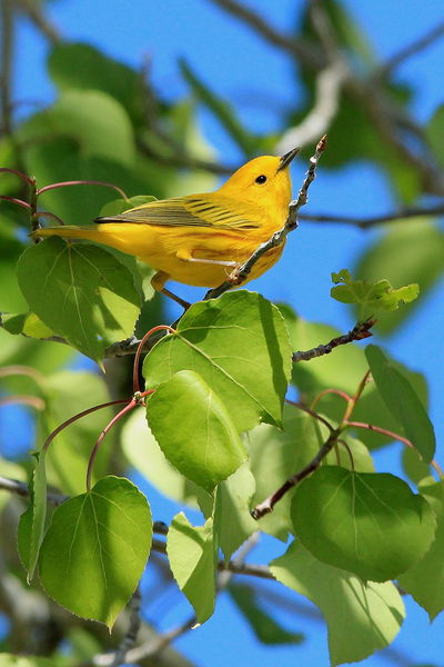 Yellow Warbler. Photo by Fred Pflughoft.