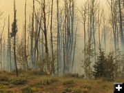 Flames in the trees. Photo by Ben Bannister.