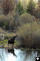 Moose munching. Photo by Fred Pflughoft.