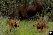 Mom and the twins. Photo by Fred Pflughoft.