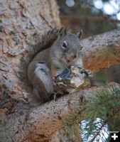 Smiling Squirrel. Photo by Phyllis McCullough.