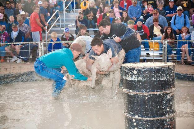 Hog Wrestling. Photo by Tara Bolgiano, Blushing Crow Photography.