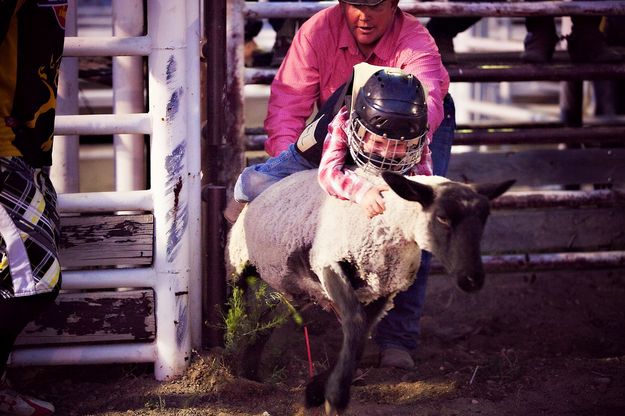 Mutton Bustin. Photo by Tara Bolgiano, Blushing Crow Photography.