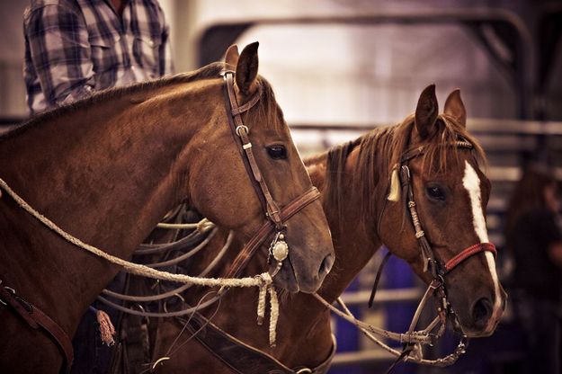 Ready and waiting. Photo by Tara Bolgiano, Blushing Crow Photography.