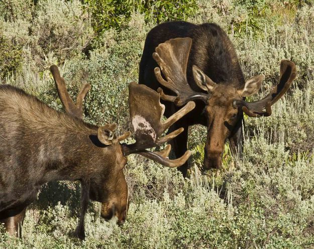 Eyeing each other. Photo by Dave Bell.