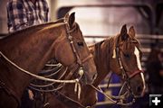 Ready and waiting. Photo by Tara Bolgiano, Blushing Crow Photography.