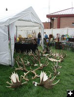 Antlers. Photo by Dawn Ballou, Pinedale Online.